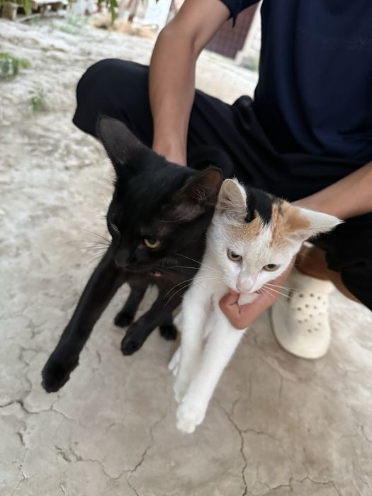 Кошкий бесплатно