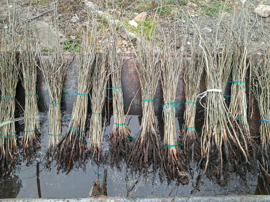 Орехи разсад, фиданки