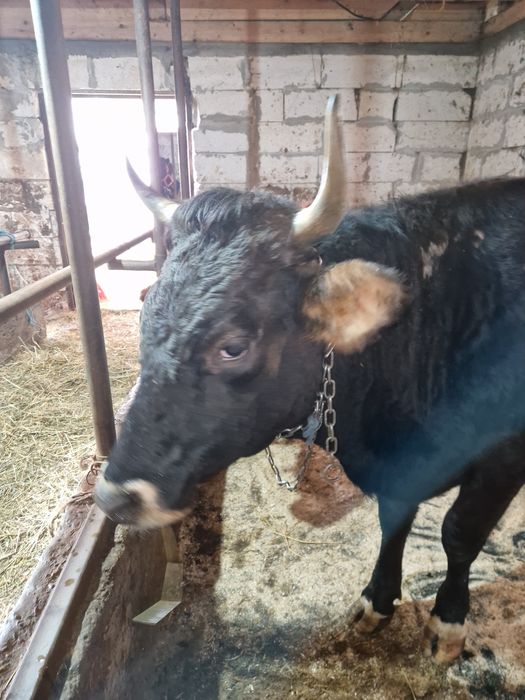 Juncă gestanta de 8 luni