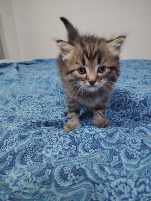 Отдам котят 1,5 месяца