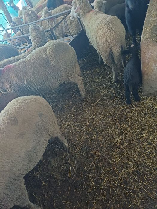 Oi de vanzare…….