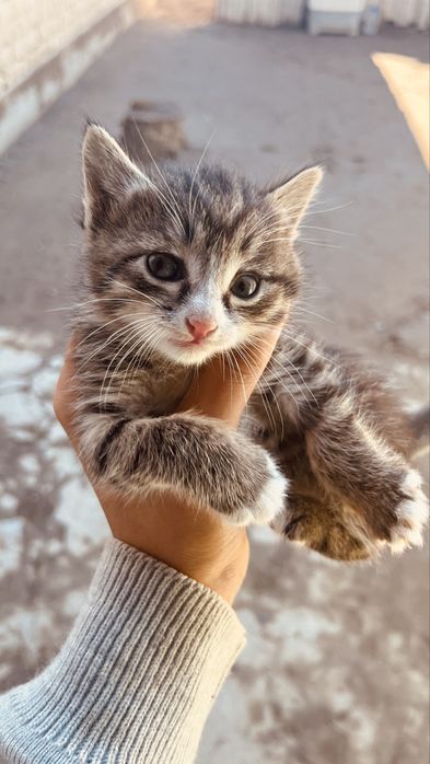 Отдам котят бесплатно