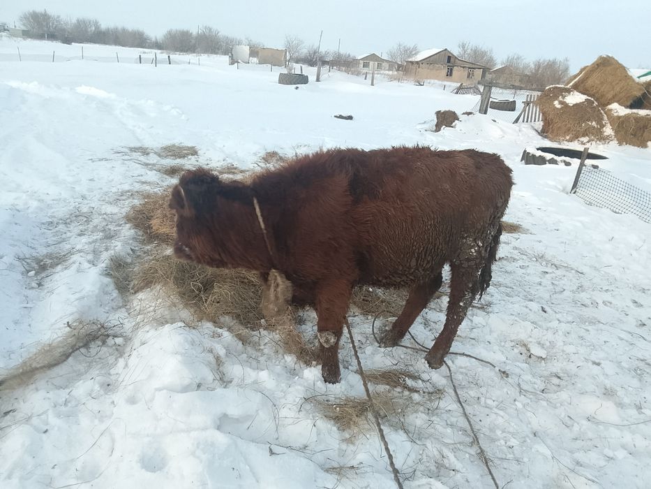 Тёлочку прошолодный