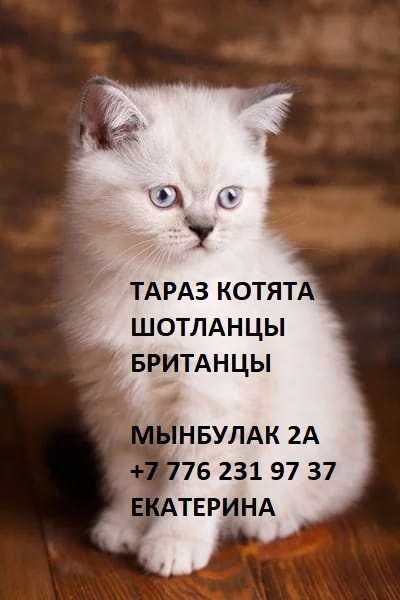 Котята Скоттиш Страйт Британцы