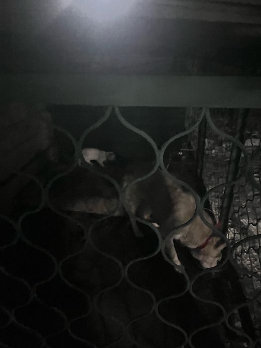 Собака продается