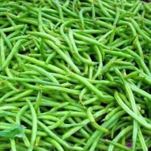 Samanta fasole pitica fideluta verde SLENDERETTE, soi timpuriu