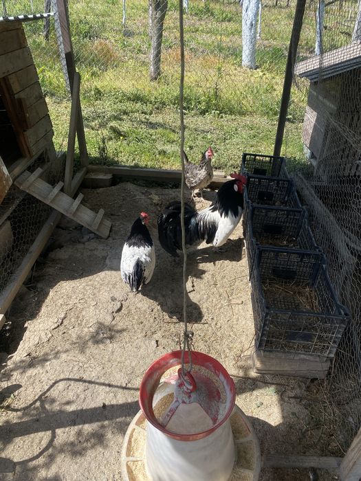 Pui brakel argintiu si lekenfelder