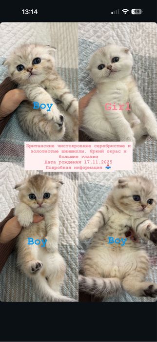 Серебристая шиншилла