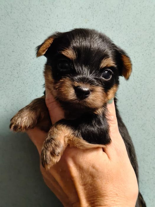 Очаровательные щенки йоркширского терьера.