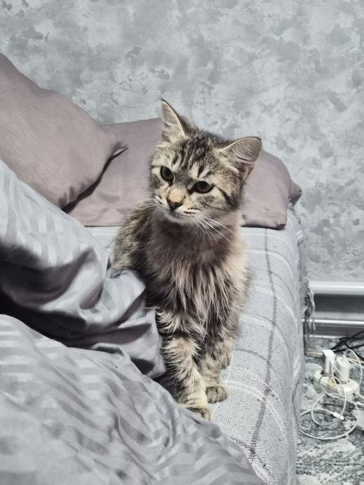 Отдадим в хорошие руки кошечку
