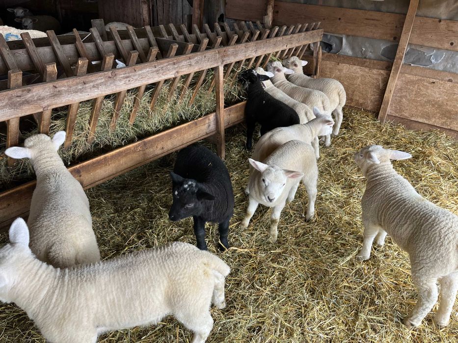 Vand berbecuti si mielute Texel de prasila line Marea Britanie