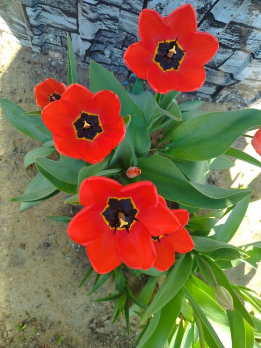 Продам цветы тюльпанов