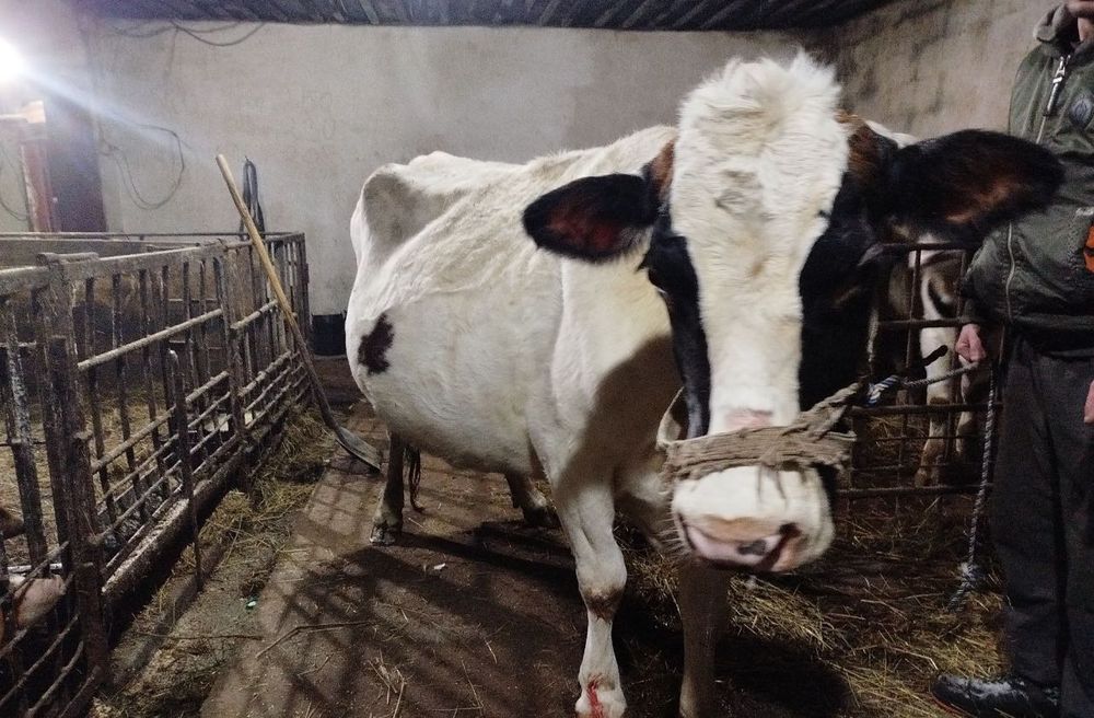 Продам корову молочную