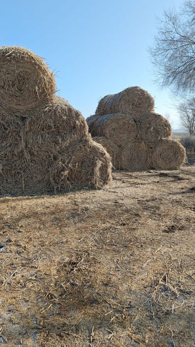 Соянын шобы сатылымда!!!