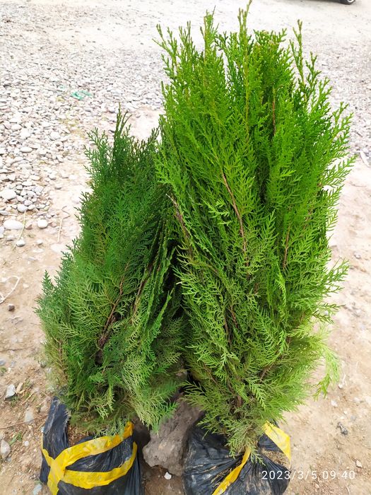 Archa, sasna, tuya, lola daraxti,nandina, magoniya! !