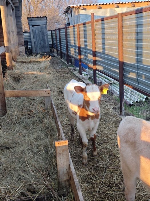 Продам 2 телочек 4 месяцев