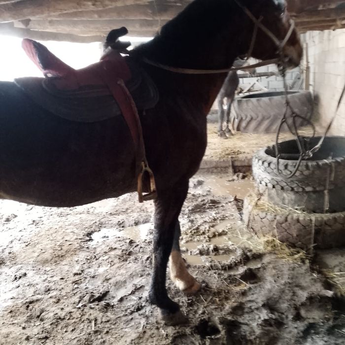 Кокпар шабатын айгыр сатылады