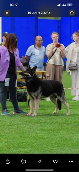 Кобель ВЕО на вязку