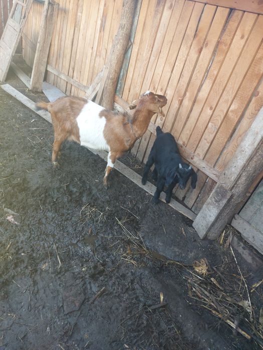 Vând 3 capre fatate