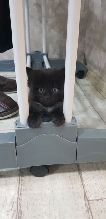 Котенок в добрые руки