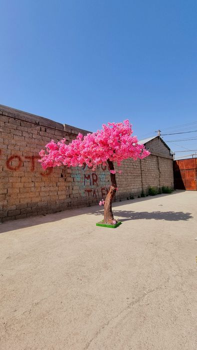Bansay япон дарахти йасаб берамиз