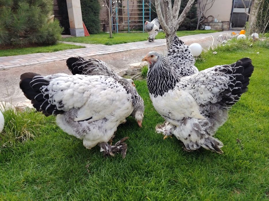 Жужа ва тухумлари