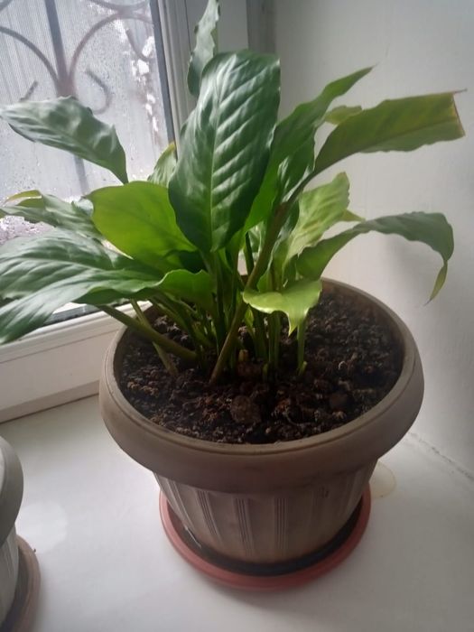 Продам домашние цветы