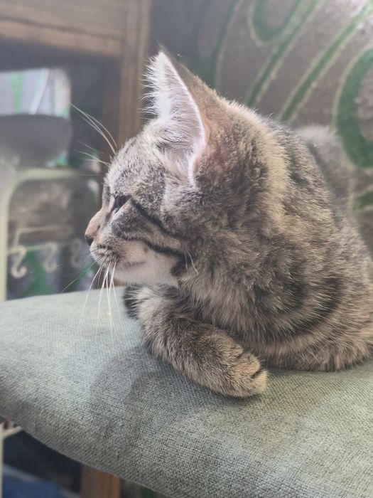 Котенок в добрые руки