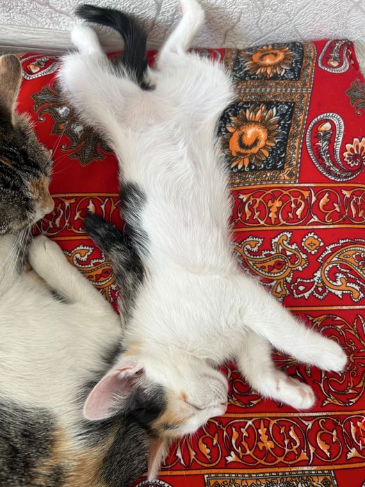 Отдам котека в добрые руки