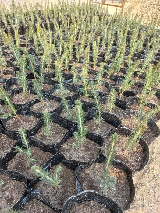 БЕРЁЗА (ок кайин) кучатлари 60 -400 см