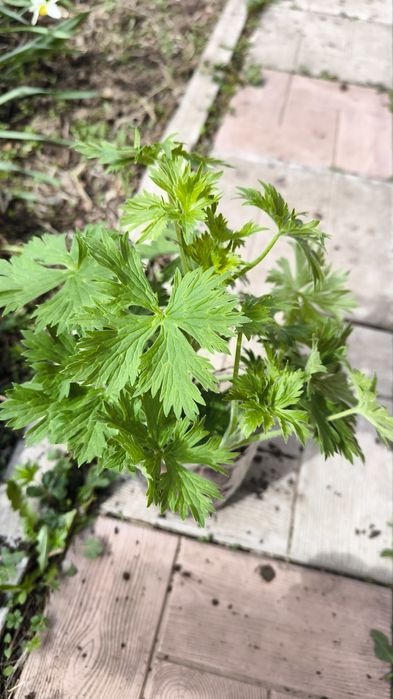 Цветы многолетние