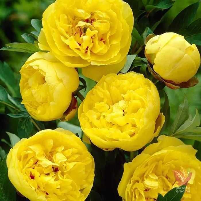 Rizomi (Bulbi) de Bujori giganti Eden's Perfume pt plantat f parfumați, fluorescenta bogata  nuante Roz, Alb, Rosu, Portocaliu  Galben, Mov Roz cu alb