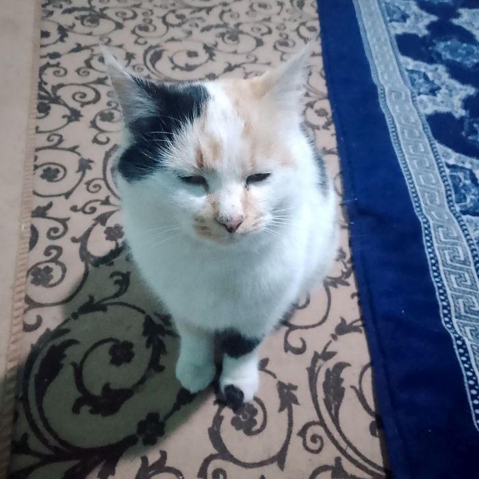 Bemolol telfon qilaveringizlar