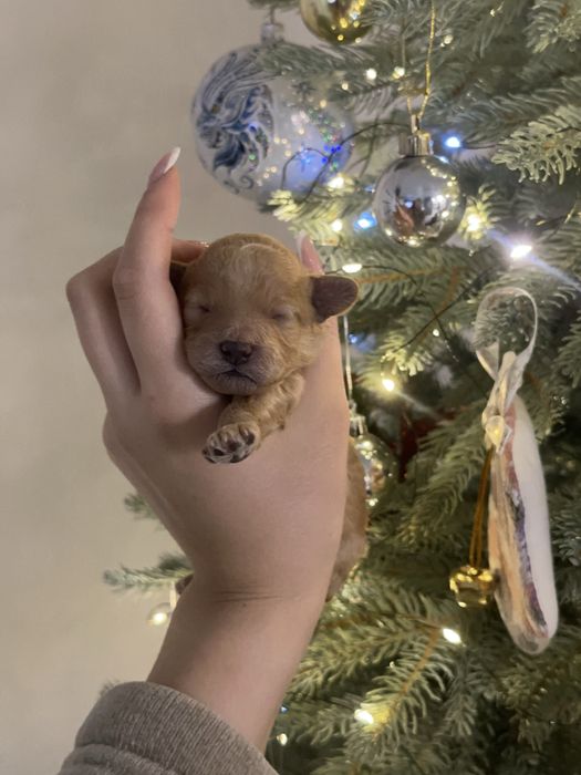 Щенок той-пудель, мальчик