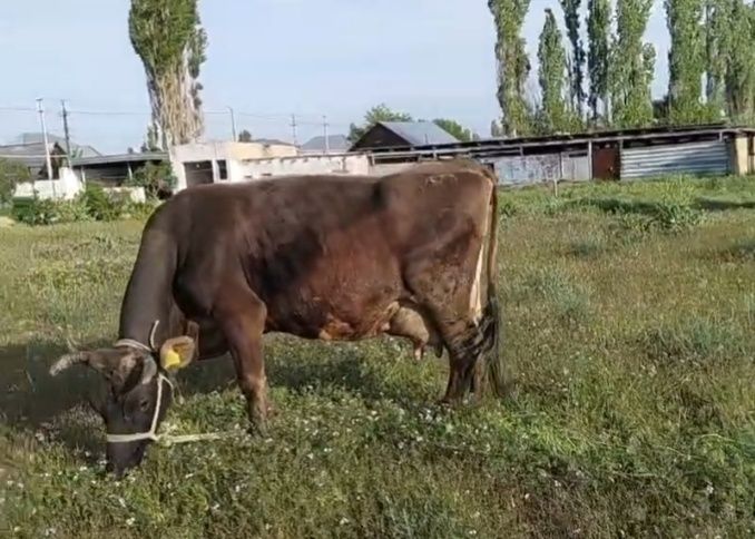 Корова, сиыр сауын сатылады