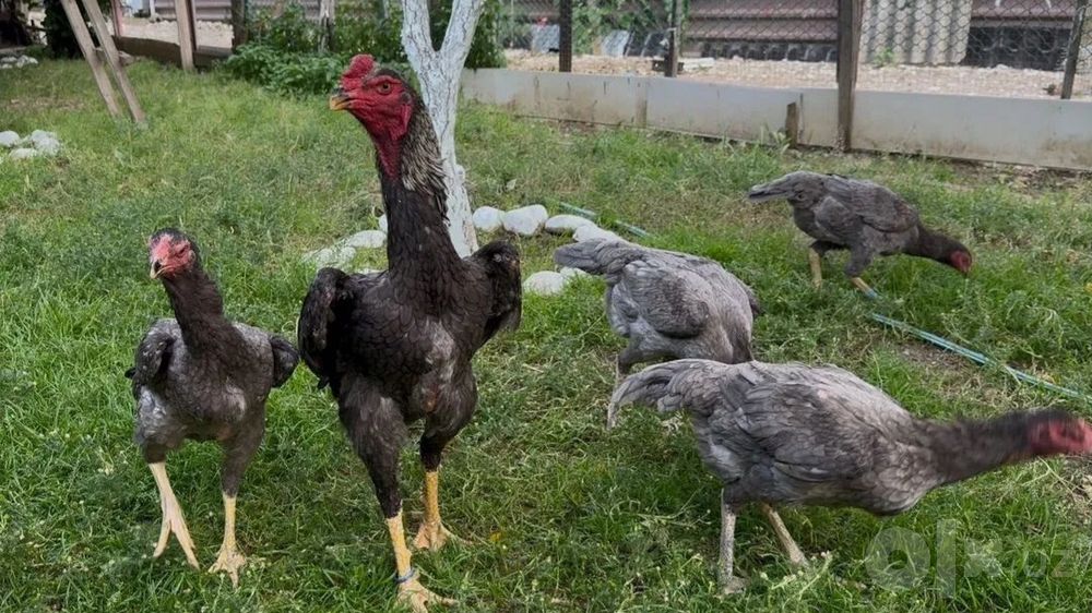 Зотли хурозларди тухумга заказ оламиз