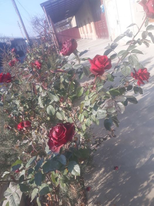 Uzum kõchatlari va gul kõchatlari bor gul 15 ming tok 5 ming