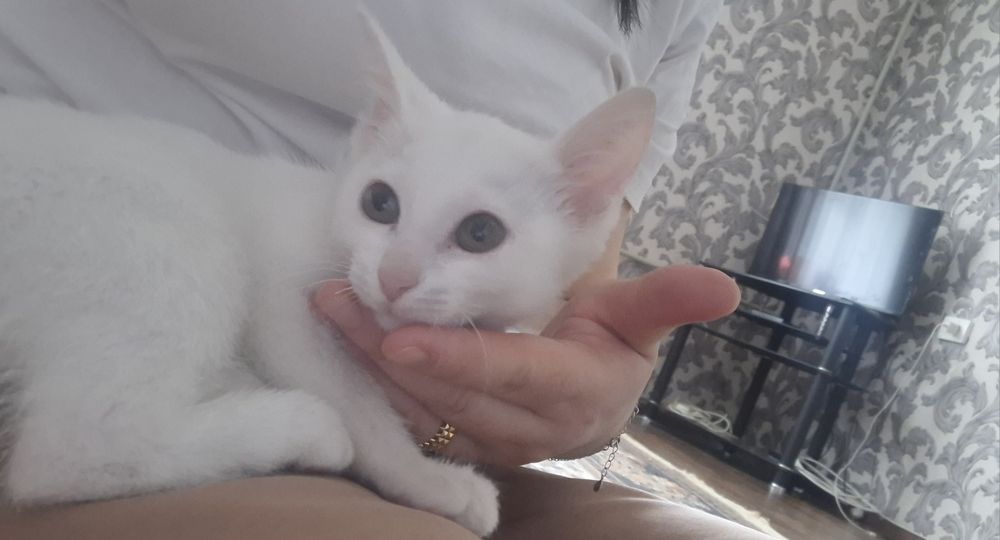 Марғау тегін беремін