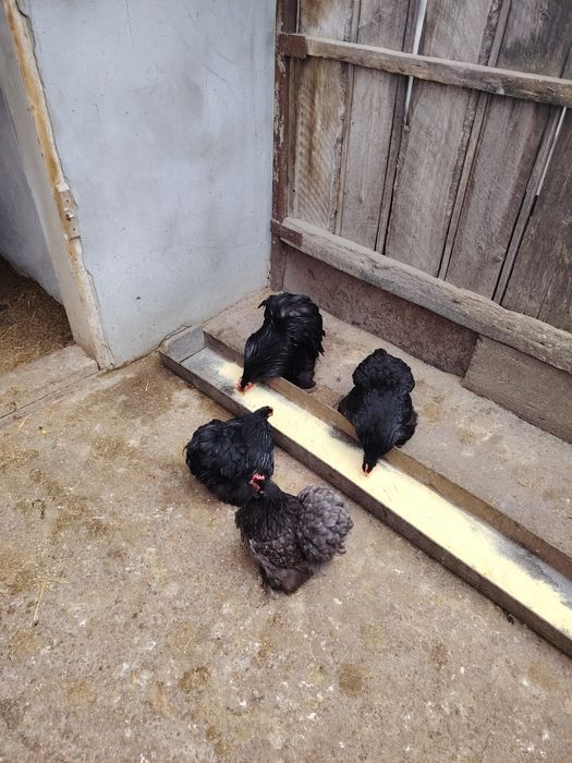 Ouă pentru incubat de cochinchina pitic