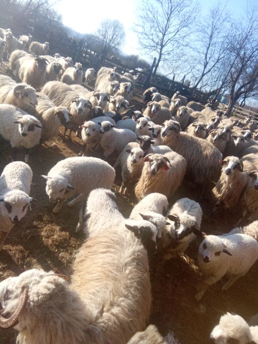 Vând 300 de oi cu miei