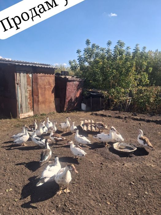 Домашние утки на мясо и развод