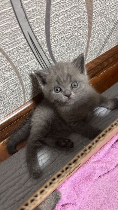 Продам британца мальчик