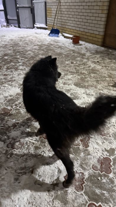 Потеряшка ищет своего хозяина