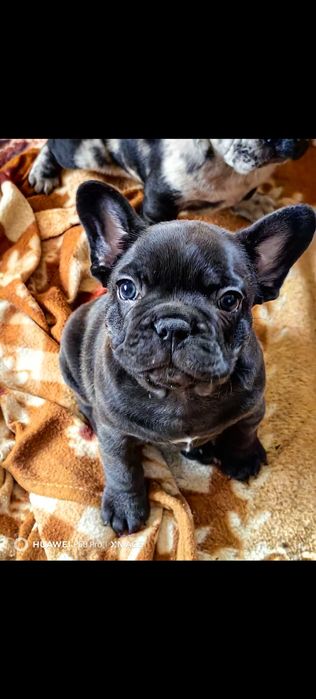 Френски булдог ,момчето и момиче.