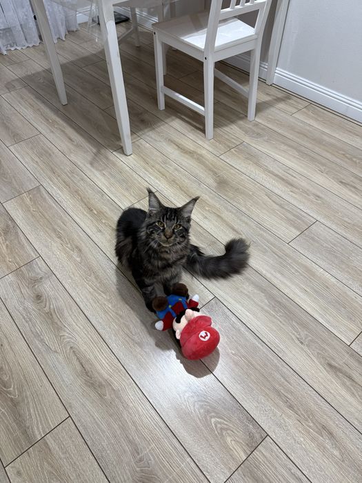 Отдам кота в добрые руки