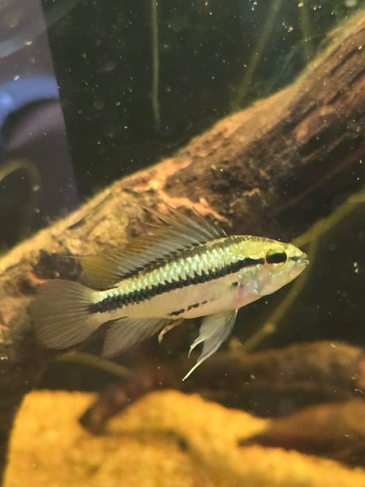 Апистограммы, Apistogramma, пары