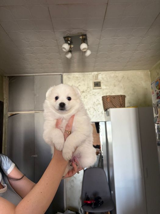 Spitz german 5 saptamani