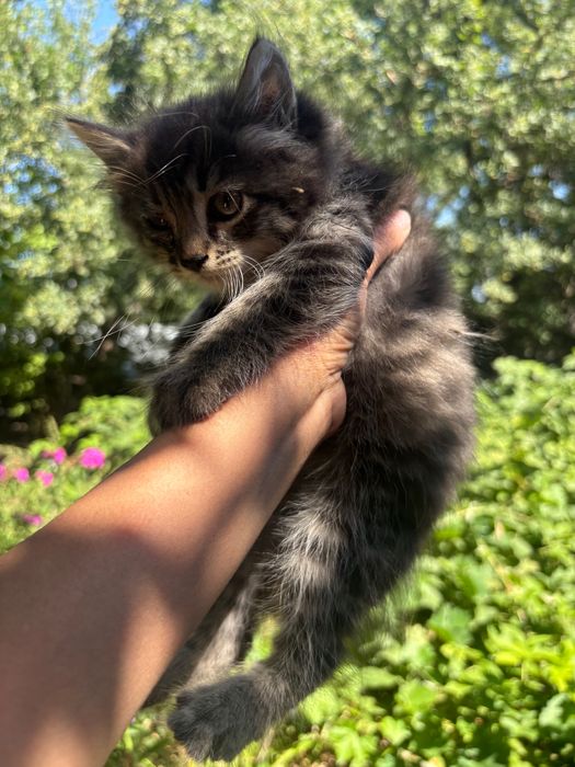Котята Сибирские
