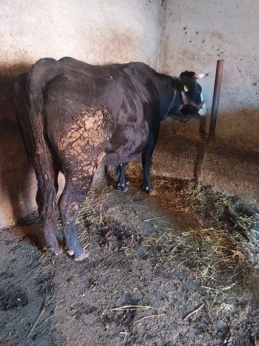 Vacă gestantă de vânzare