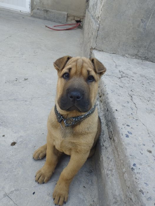 It sotiladi ogil bola